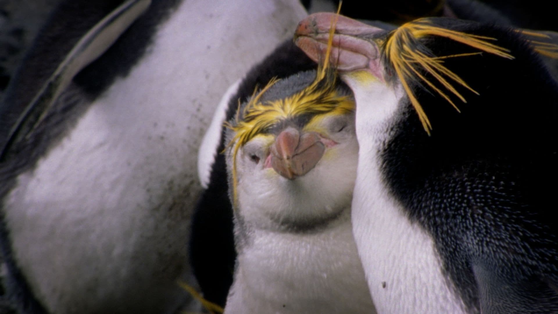 Antarctic Influencers