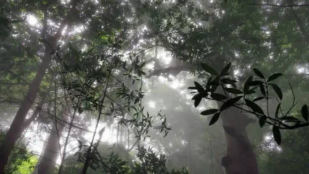 The Rainforest in the Clouds: Central America