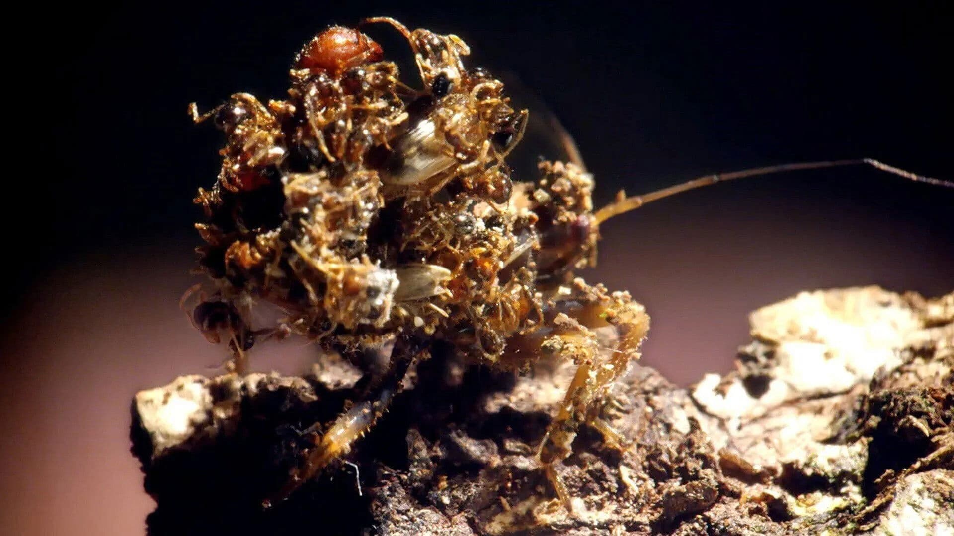 Killer Clothing & Extra Frog Legs