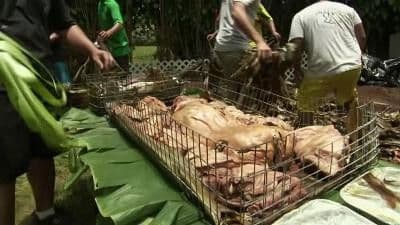 Carnivore Chronicles 17: Adventures with Pork