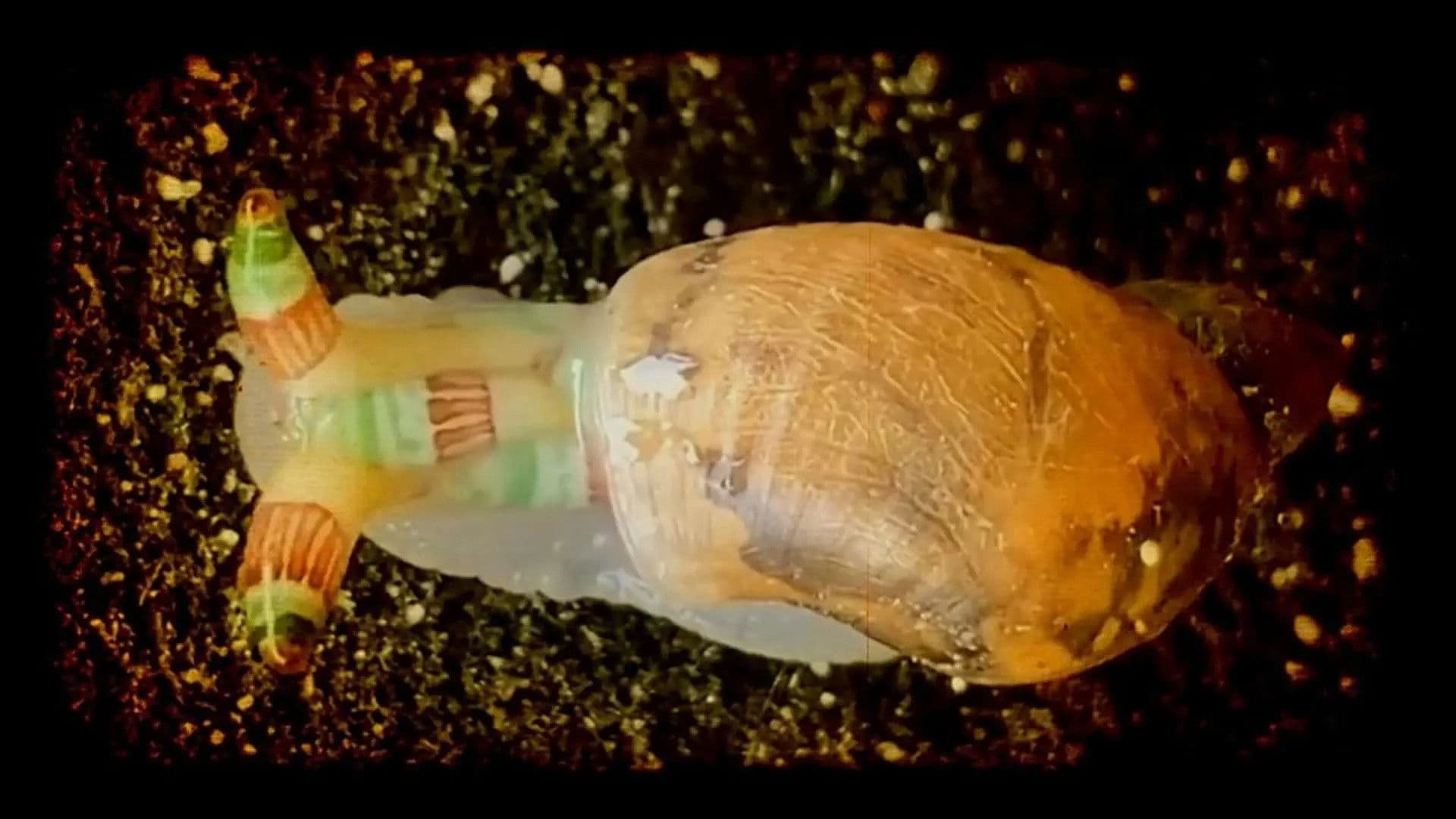 Disco Snails & Bobbit Worms