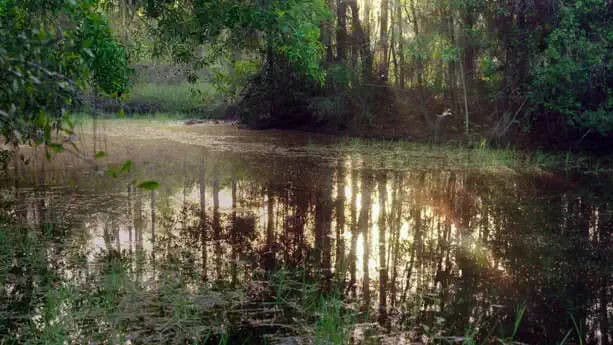 The Eternal Swamps: Florida