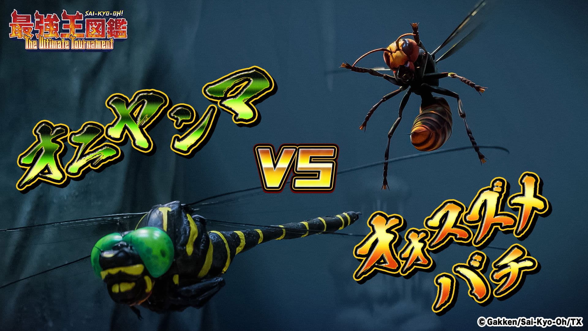 Giant Dragonfly VS Asian Giant Hornet