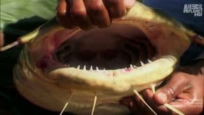 The Lost Reels – Himalayan Giant