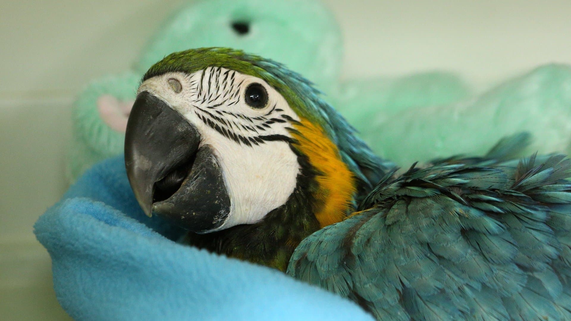 Return of the Dragon