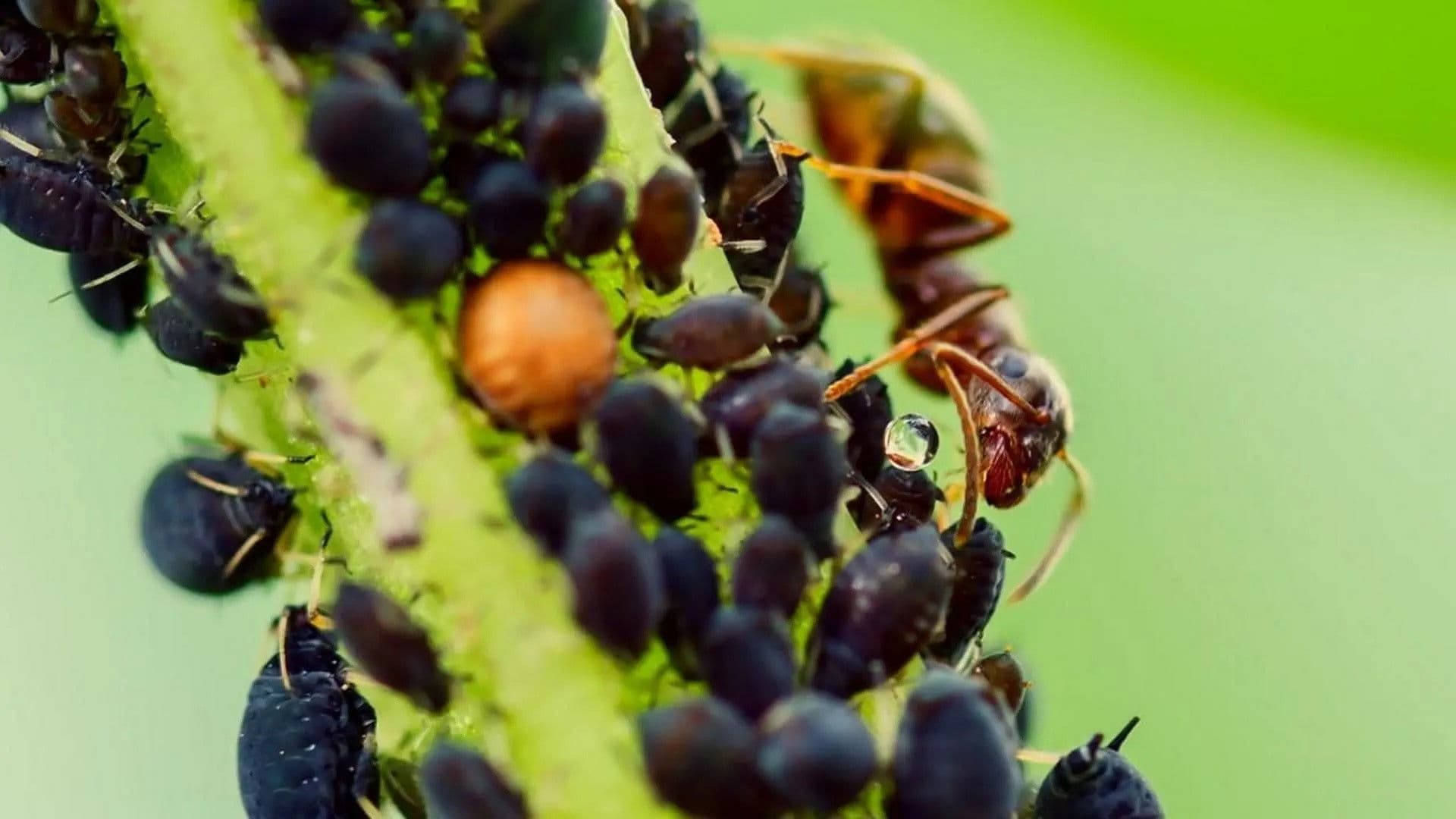 Burrowing Owls & Aphid Farmers