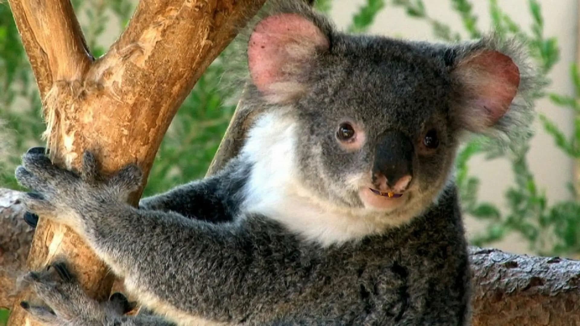 Cooked By Bees & Koala Finger Prints