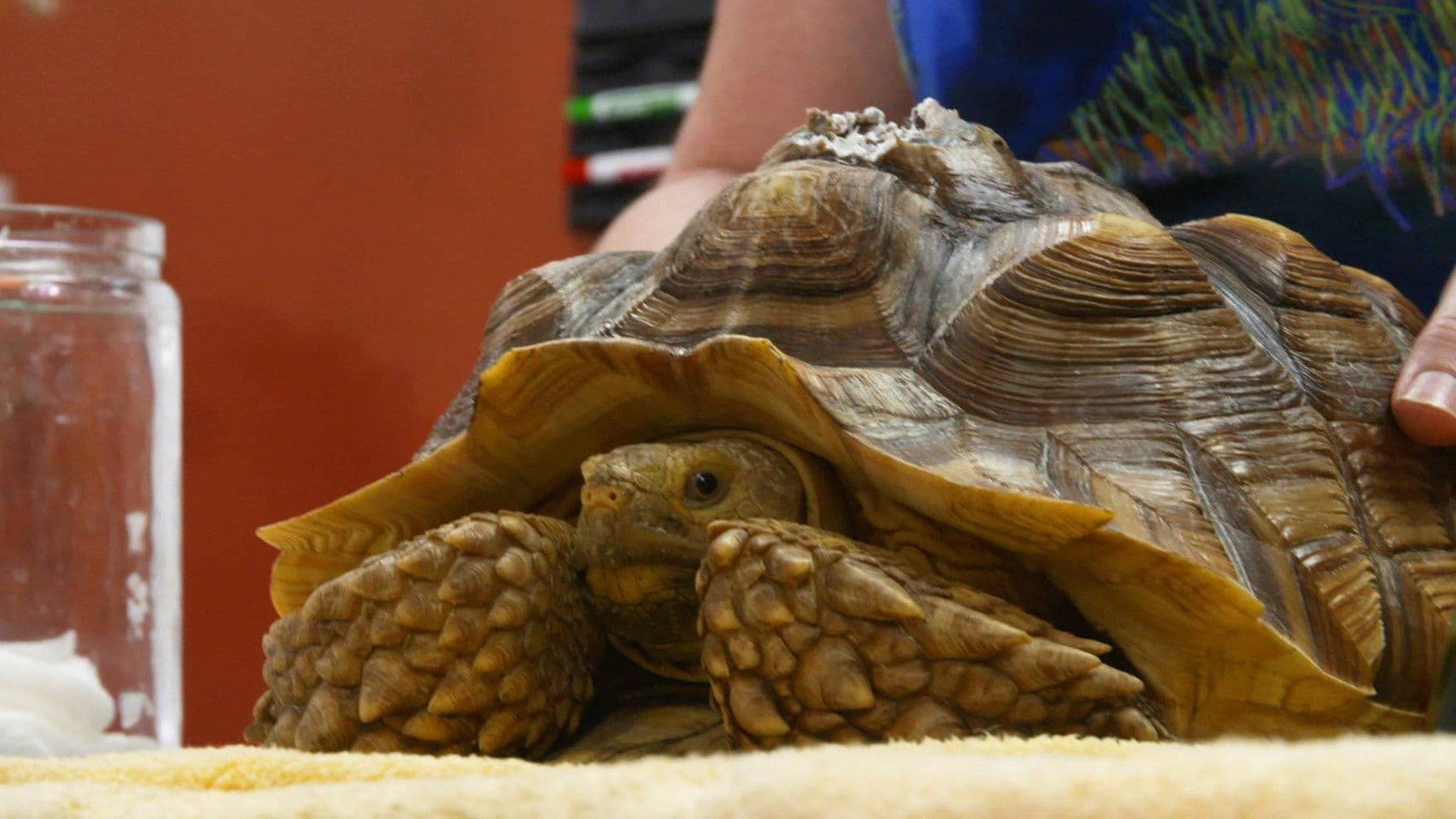 The Tortoise and the Dog