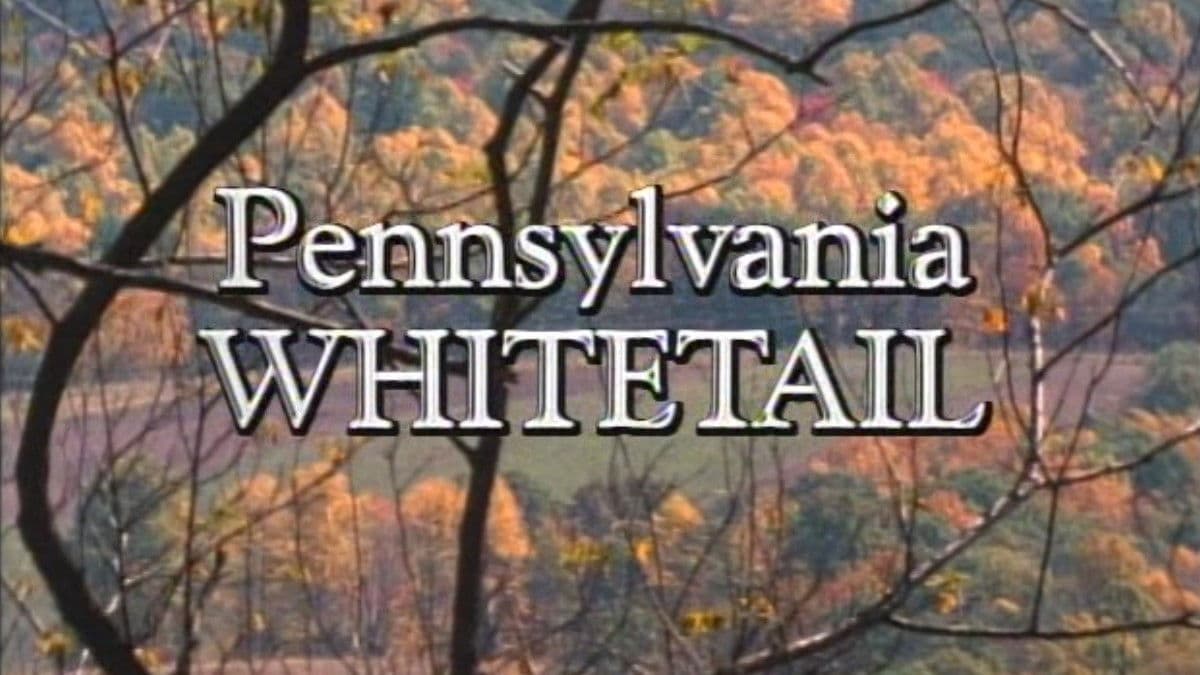 Pennsylvania Whitetail