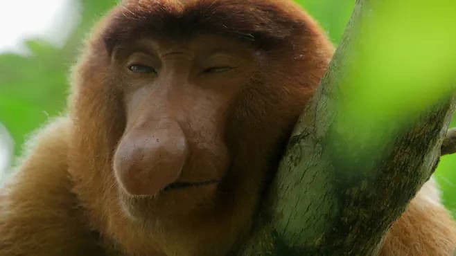 The Forests of the Moon: Mangroves