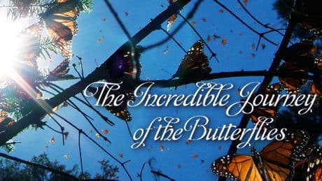 The Incredible Journey of the Butterflies