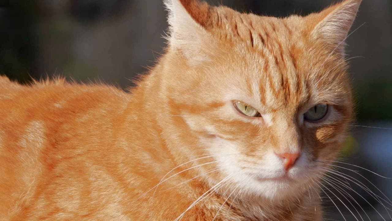 CAT ENCOUNTERS: Being the Boss