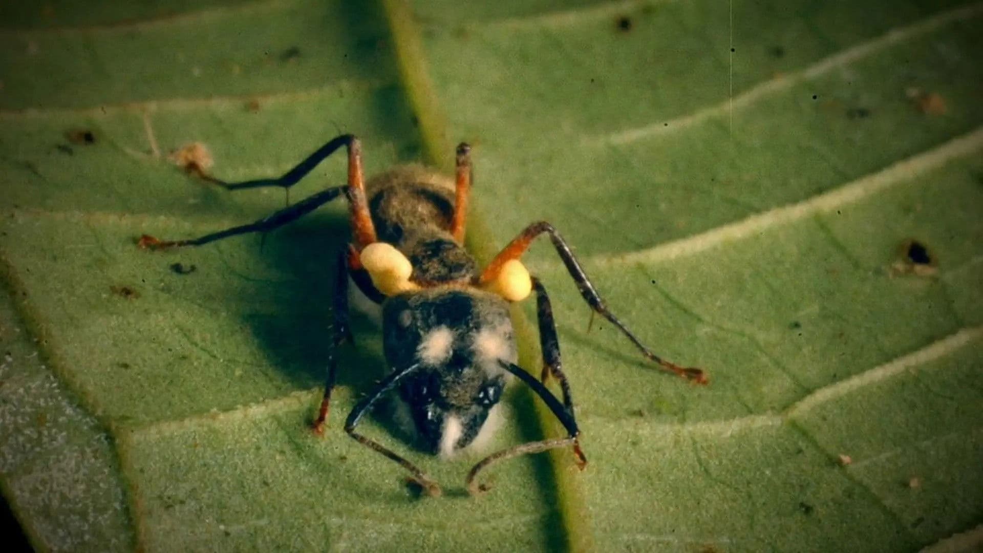 Poo From Space & Zombie Ant Fungus