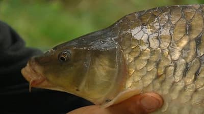 Days 11-12 Eel and Carp