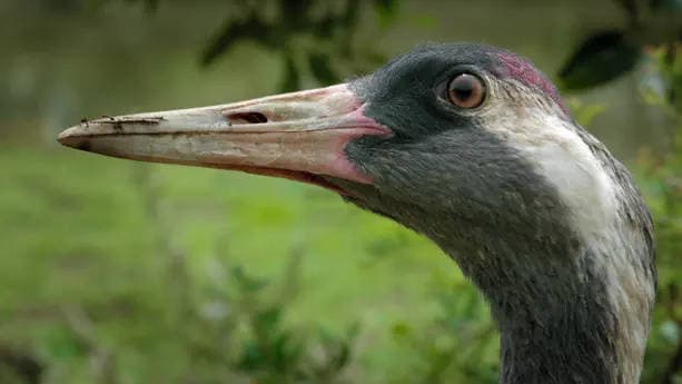 The Conquered Forest: Iberian Oak Forests