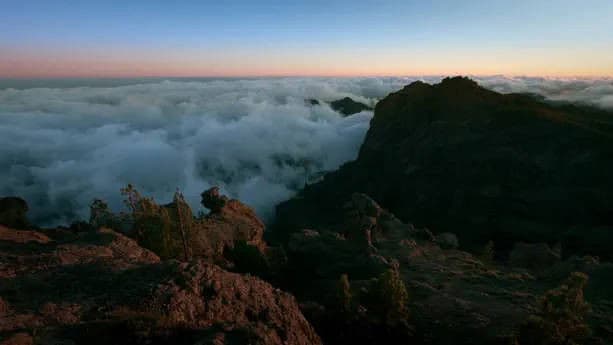 Forests of Fire: Canary Pine Forest