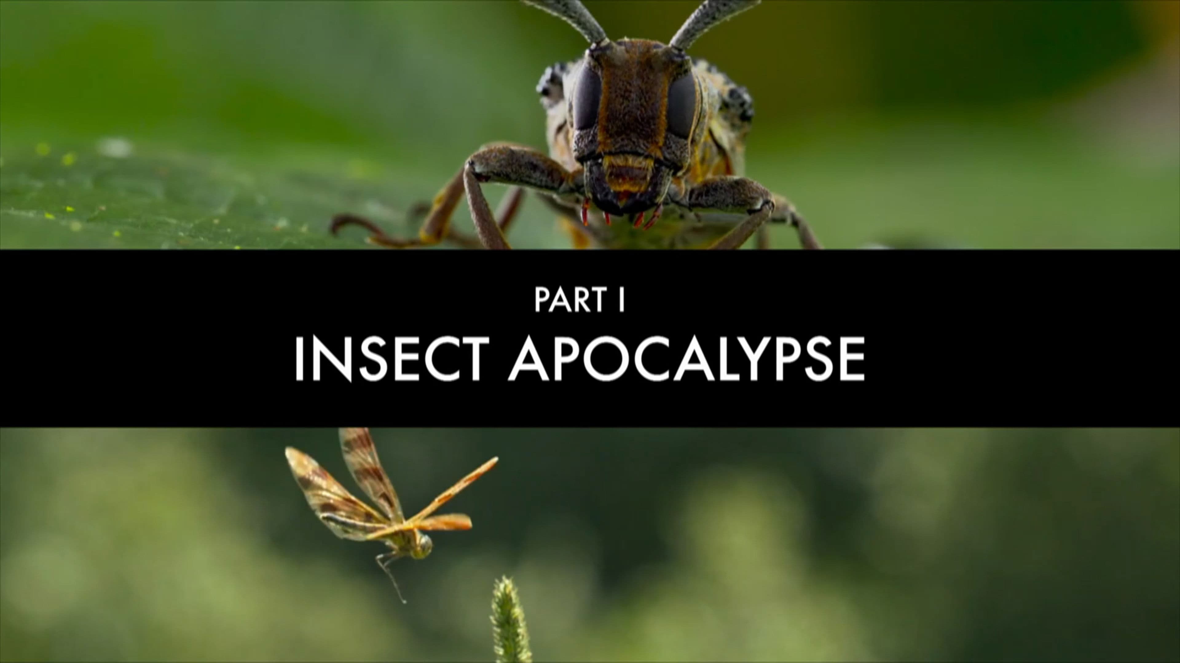Insect Apocalypse?