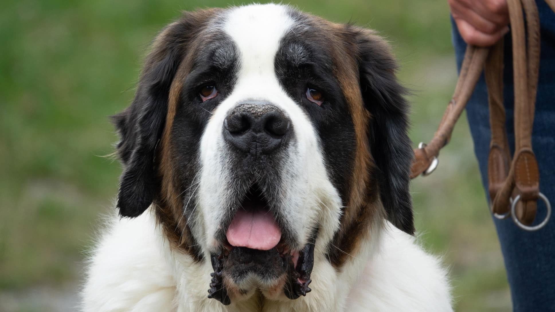 Lake Geneva and the Valais Region, Switzerland