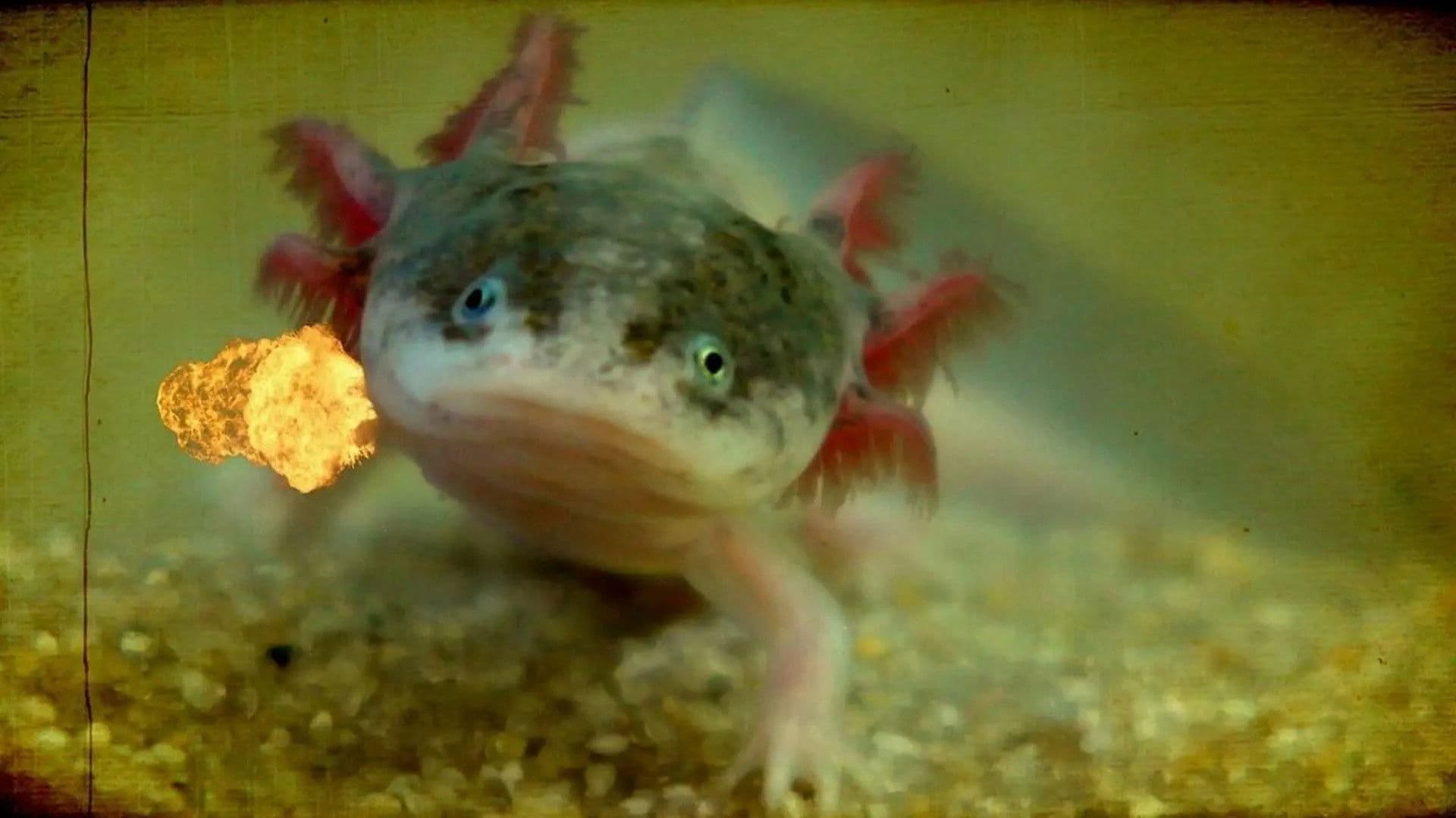 Friendly Spiders & Axolotls