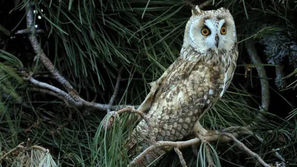Garden of the Gods: Mediterranean Pine Forest