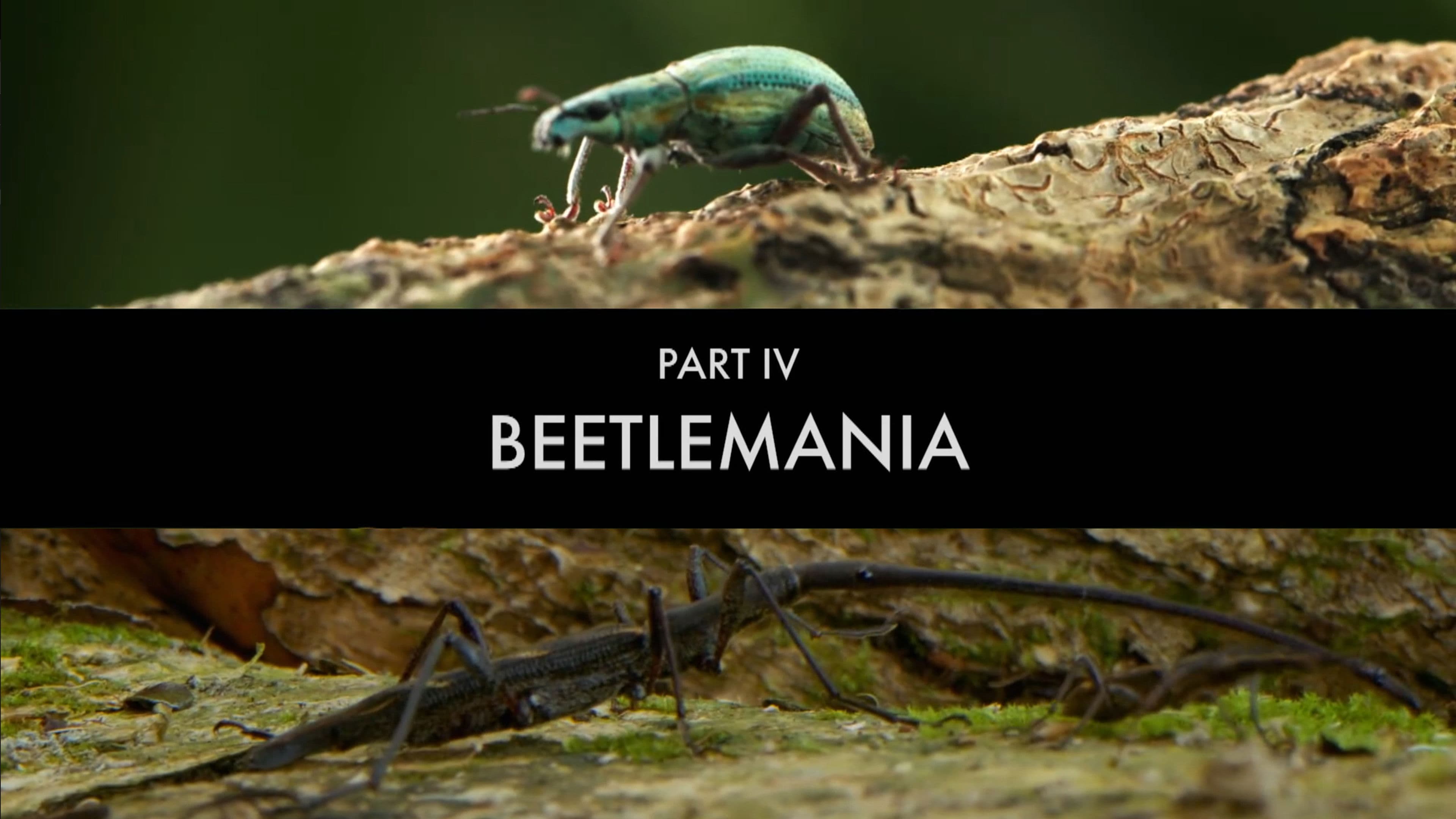 Beetle Mania