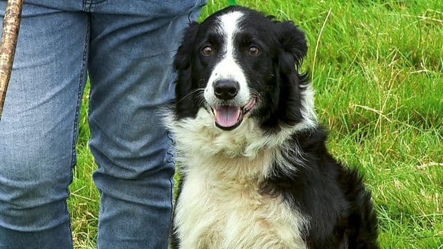 One Man and His Dog 2021