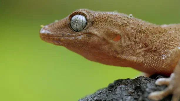 Jungles in the Sea: Canary Islands Laurel Forests