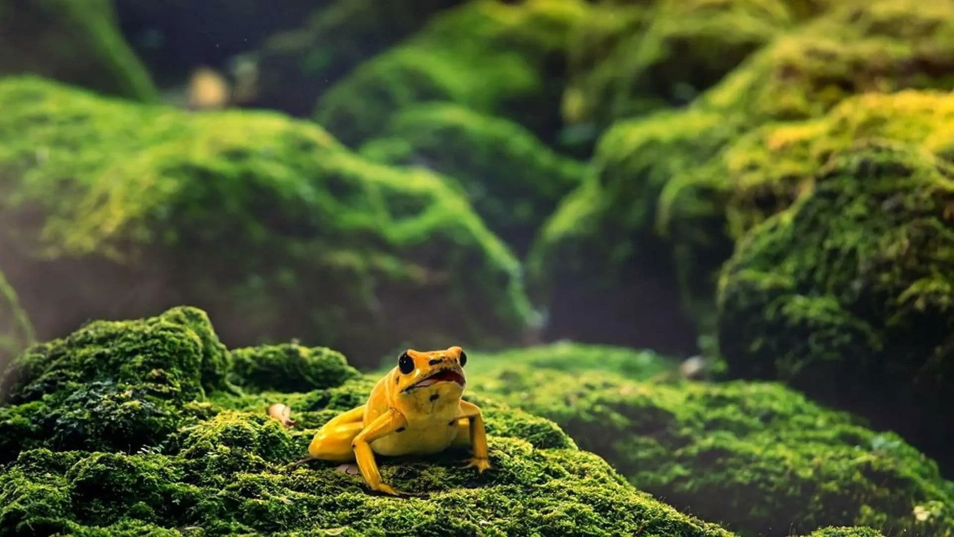 Wombat Poo & Dart Frog