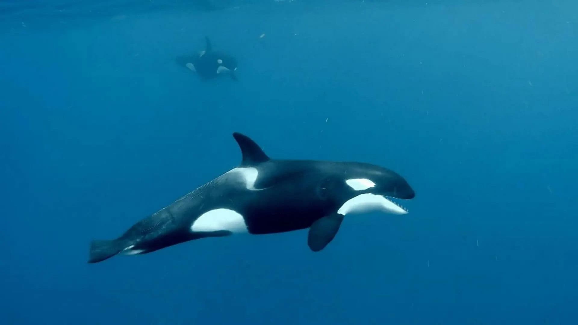 Sperm Whale Defence & Dead Ants