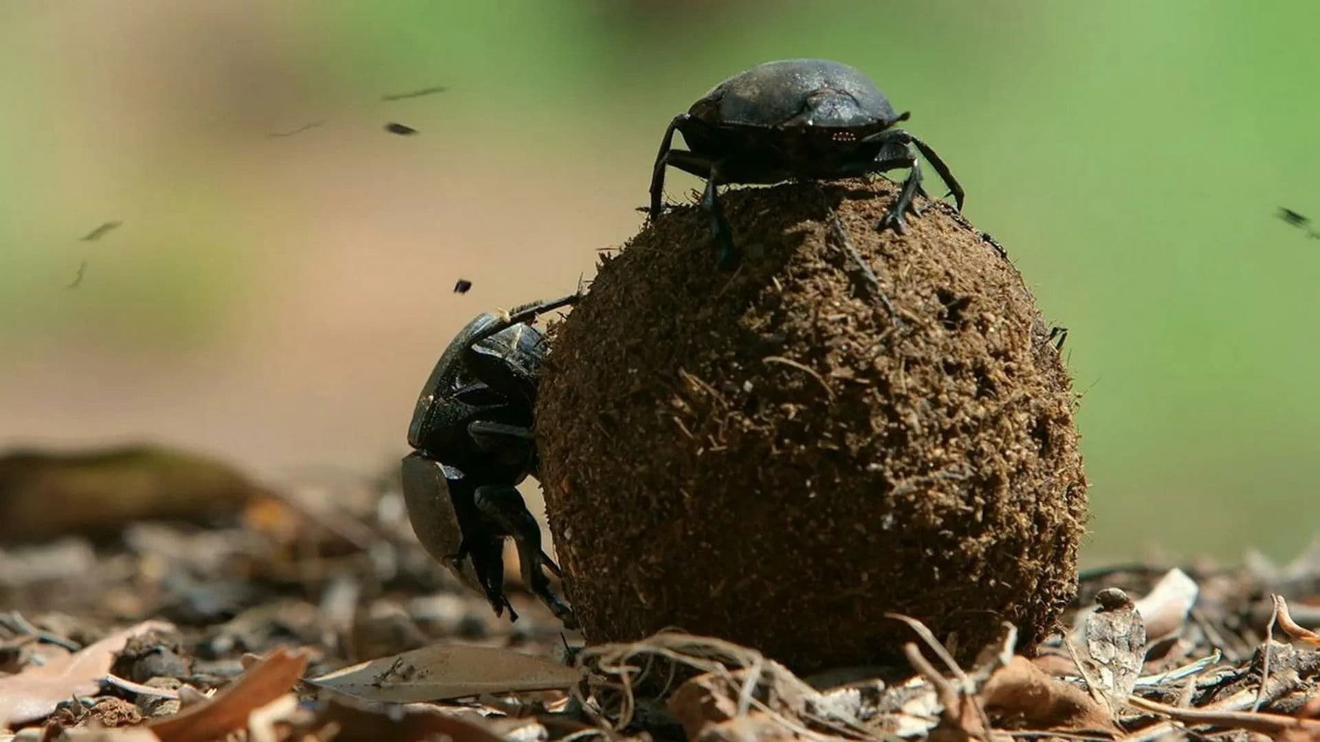 Dung Beetle & The Oldest Clam