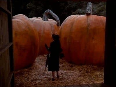 The Pumpkin Competition