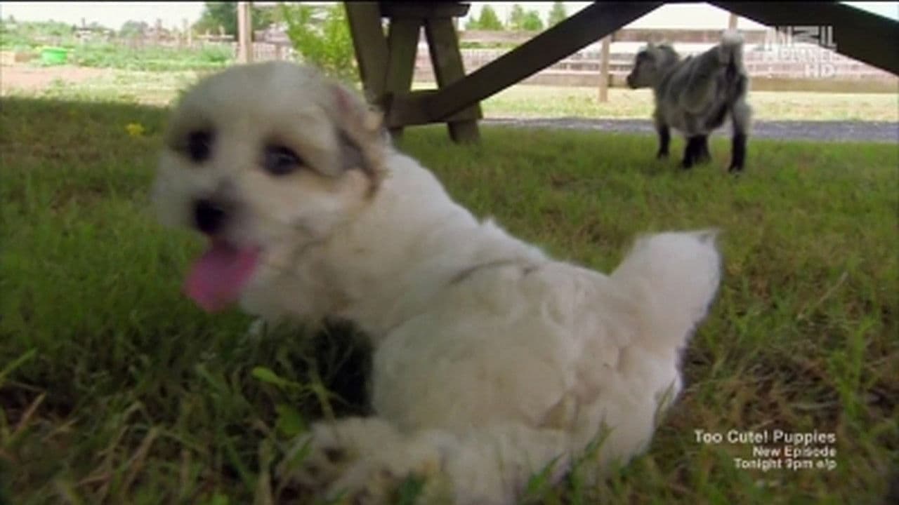 Fluffy Puppies & Baby Goats