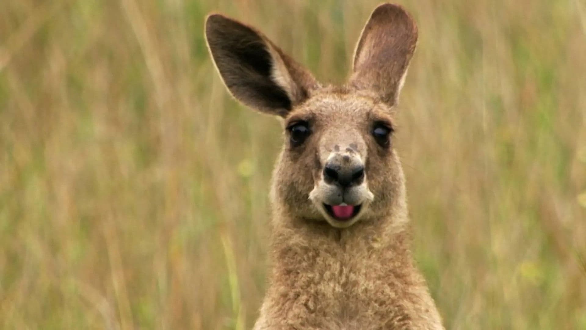 Poop Your Cool & Kangaroo Pouch