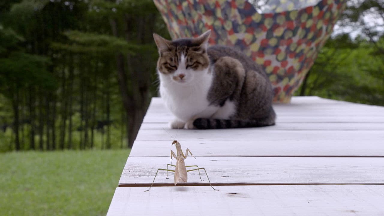 Miyagi: Guardian Kitties