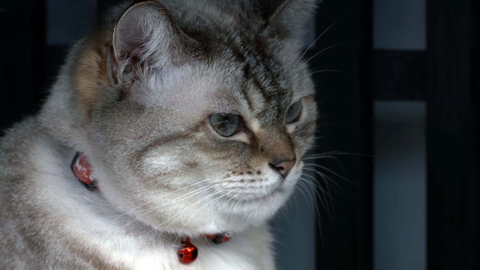 Gifu: A Castle and a Post Town