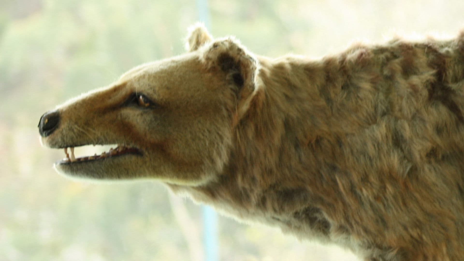 Tasmanian Tiger Terror