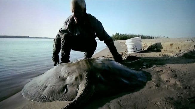 Killer Sharks And Rays