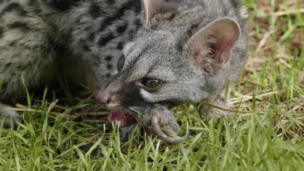 Forests on the Peaks: Atlas and Andalusian Cedars