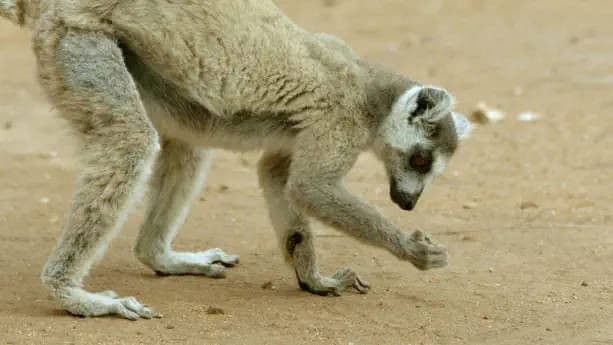 The Kingdom of the Sun: Madagascan Deciduous Forest