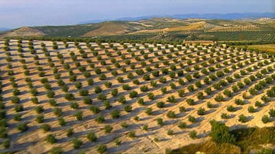 In the Olive Kingdom