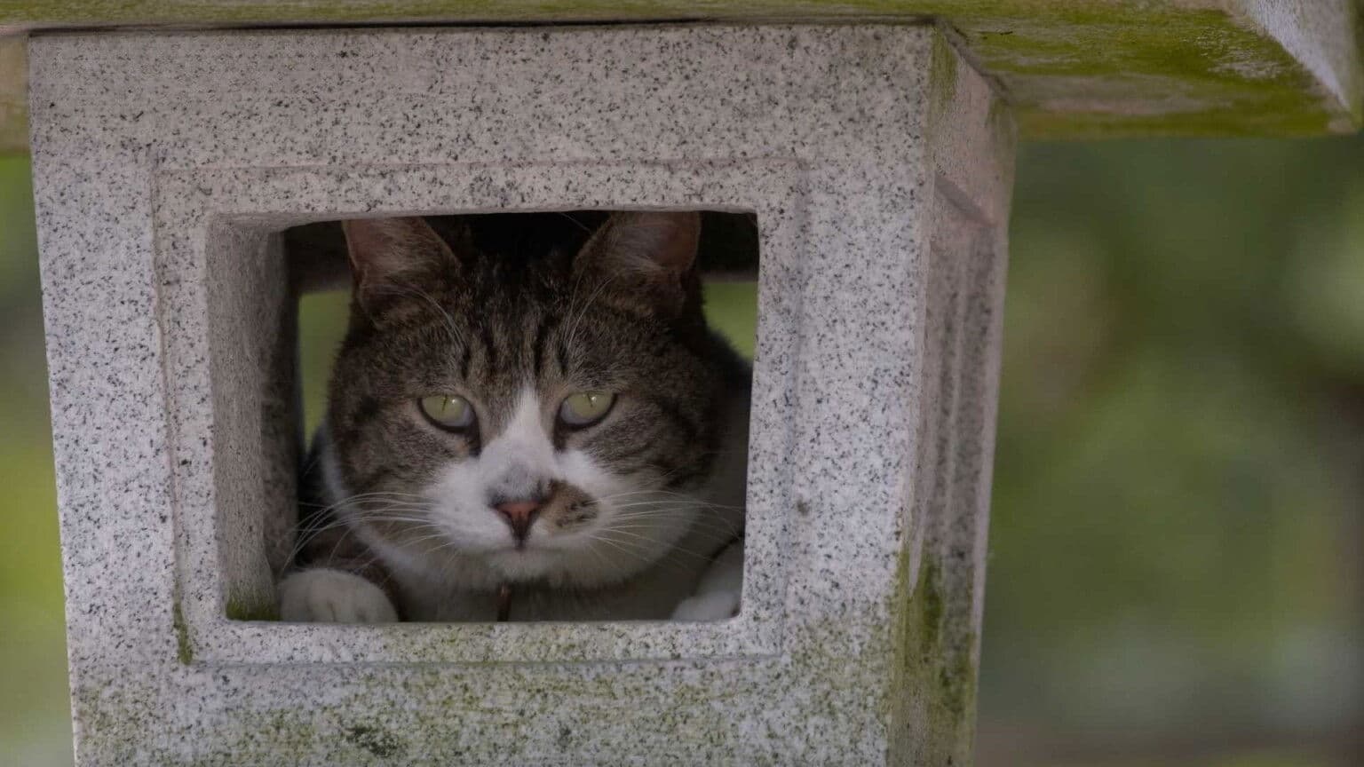 Fukui: Tojinbo Cliffs and Lacquerware