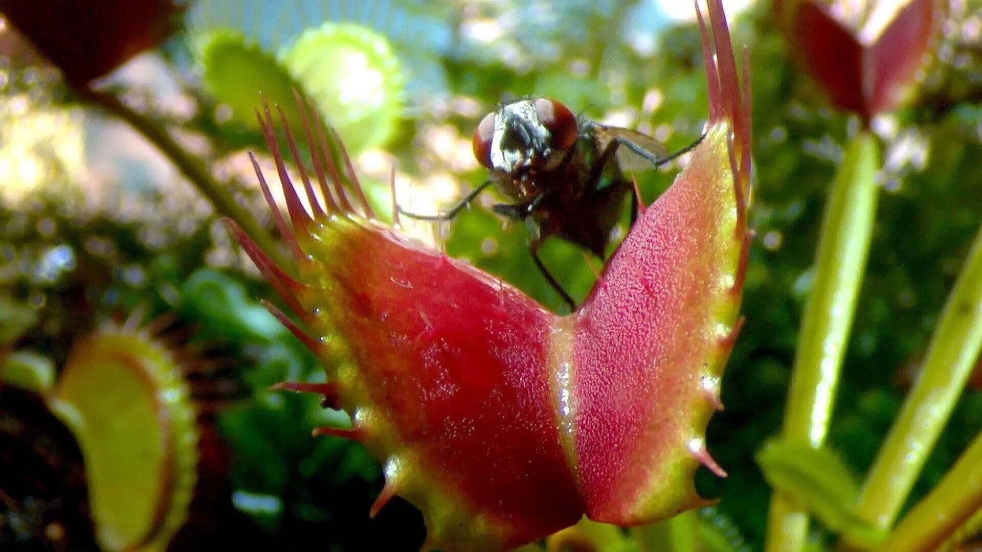 Fly Trap & Vulture Juice