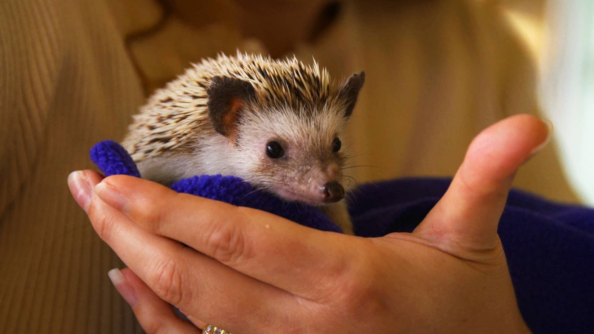Wibbly Wobbly Hedgehog