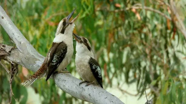 A Jungle of Aromas: Australia