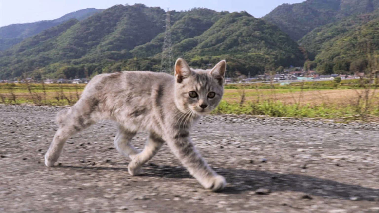 Shimane: Myths and Crafts of Izumo