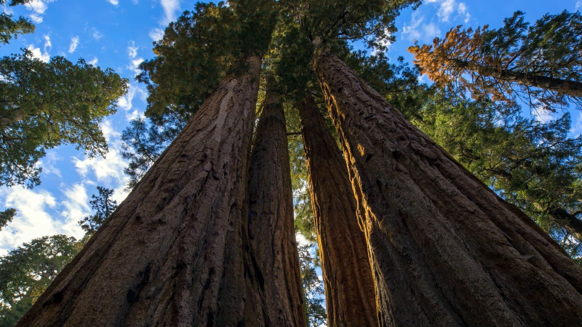 Climbing a Giant Sequoia Tree