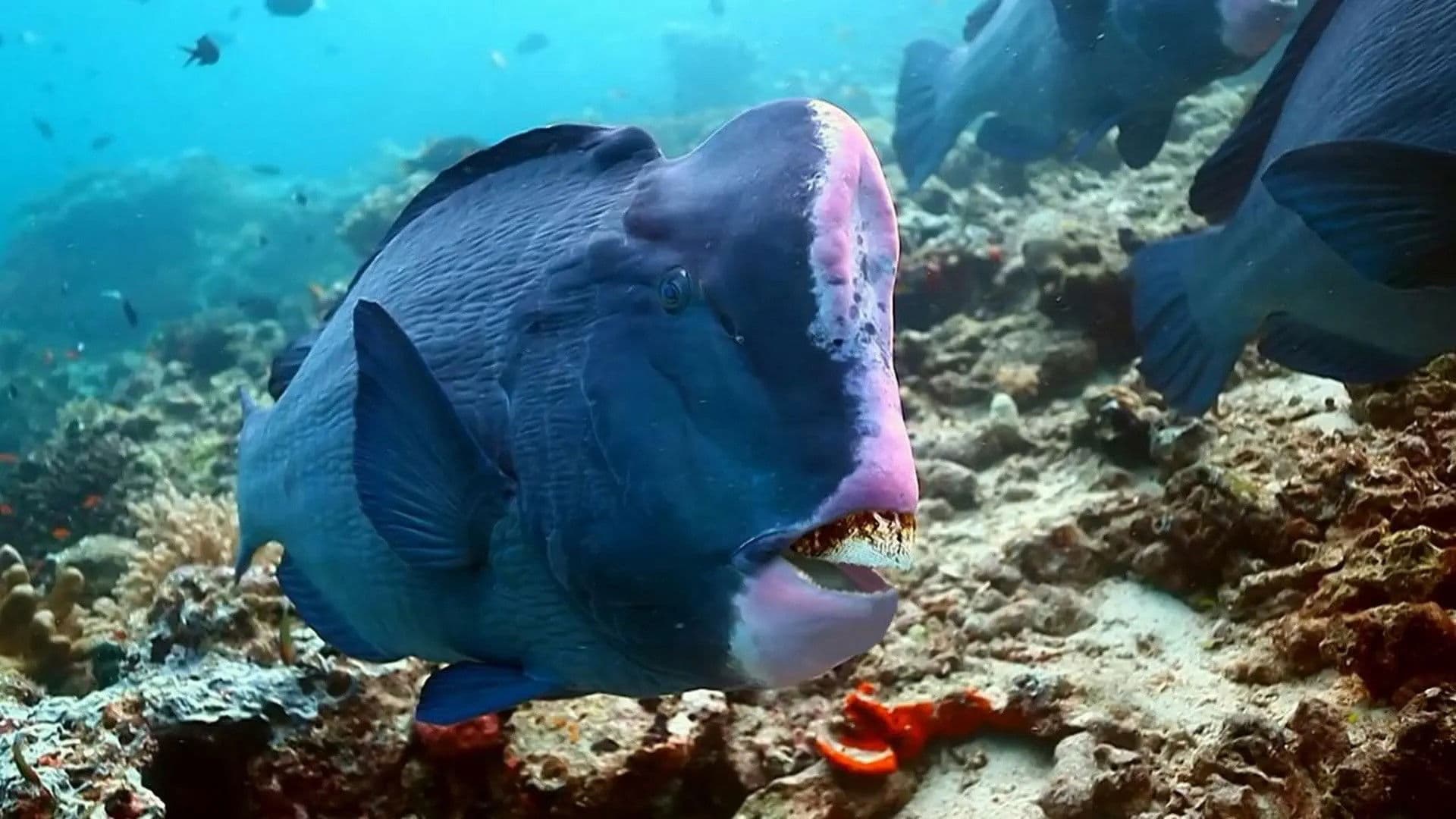 Iguana Snot & Parrotfish Poo