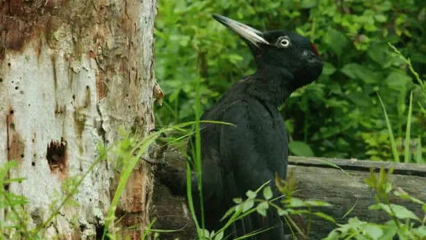 Ephemeral Jungles: Deciduous Forests