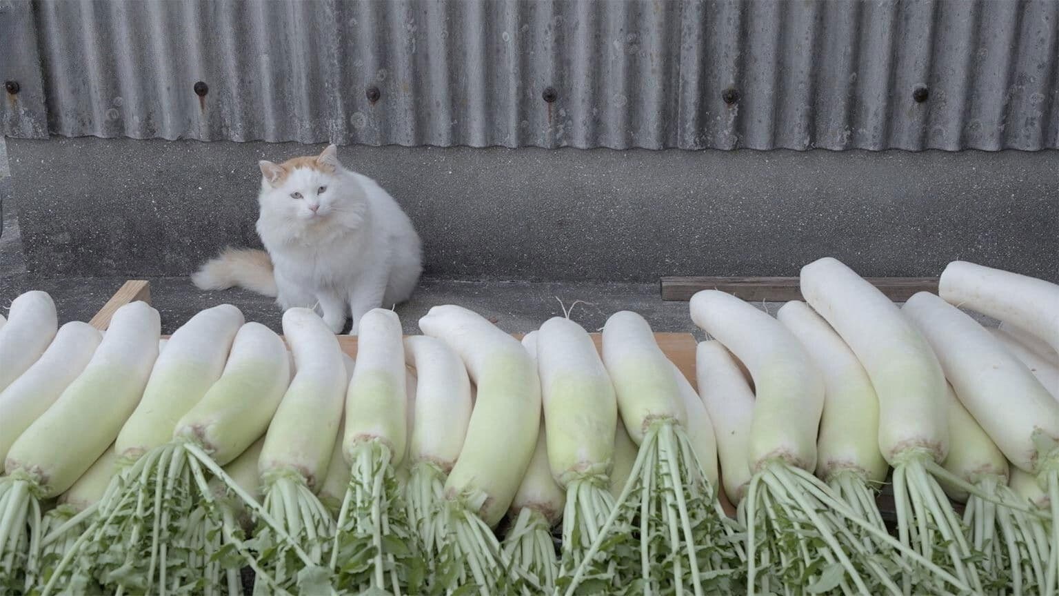 Kumamoto: Food and Exercise on Yushima