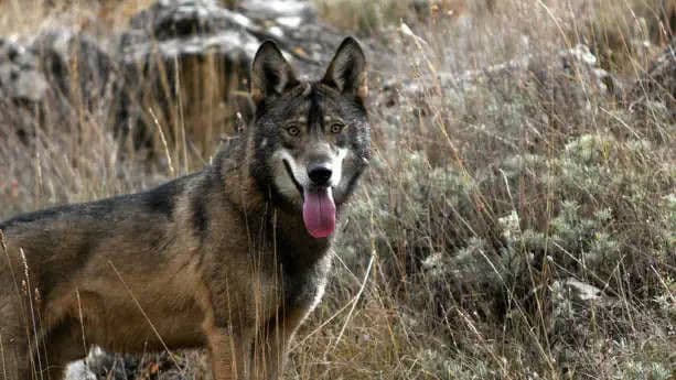 The Mystical Forest: Spanish Juniper Woods